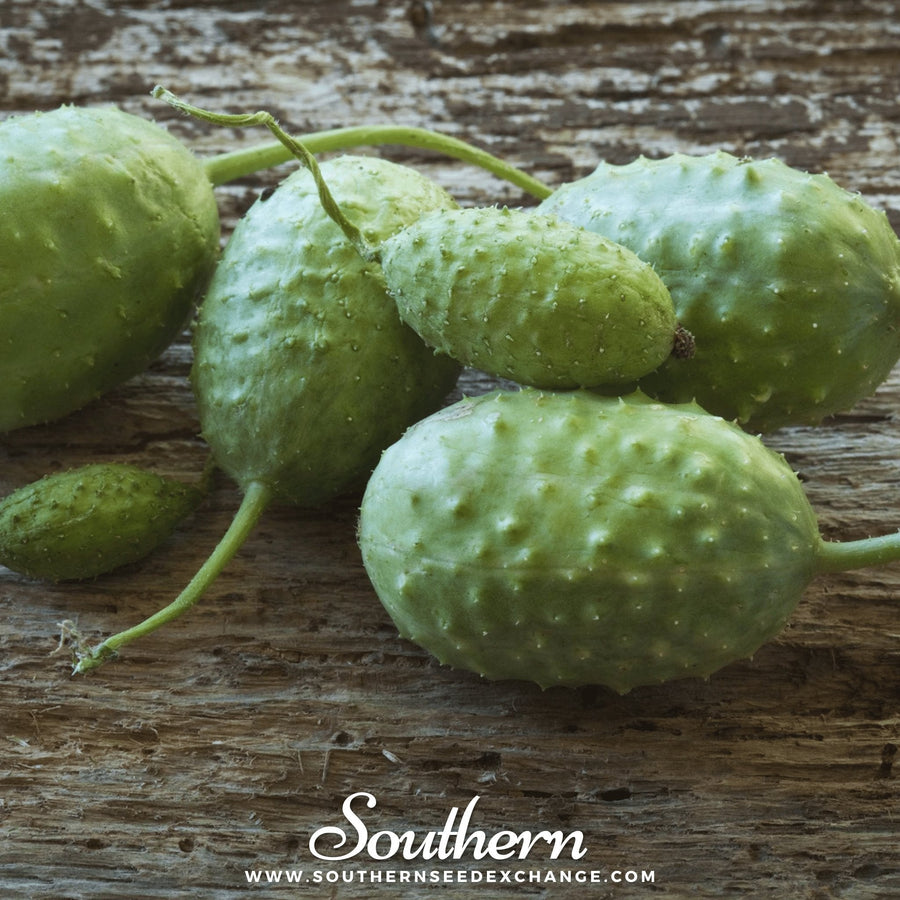 West Indian Gherkin Cucumber
