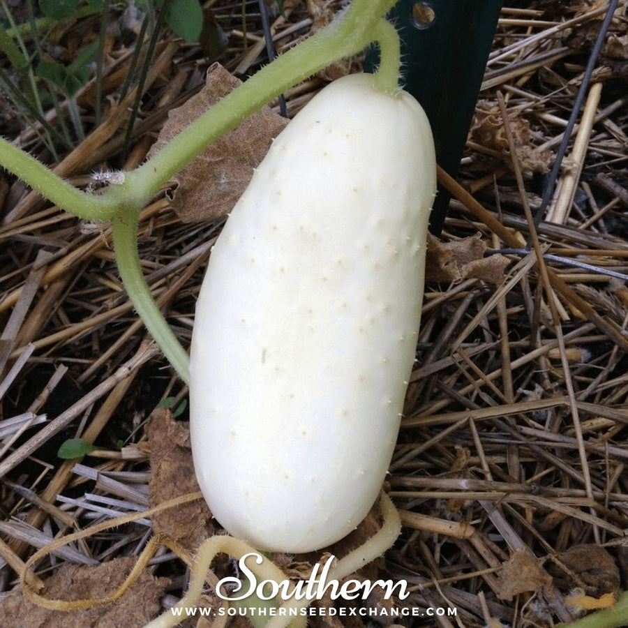 White Wonder Cucumber