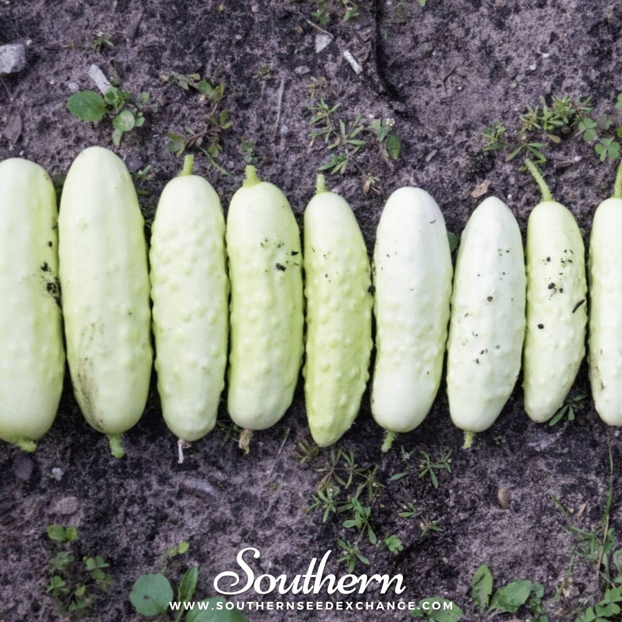 White Wonder Cucumber