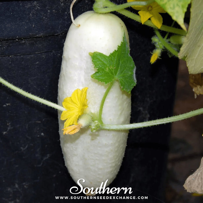 White Wonder Cucumber