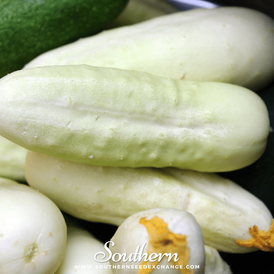 White Wonder Cucumber