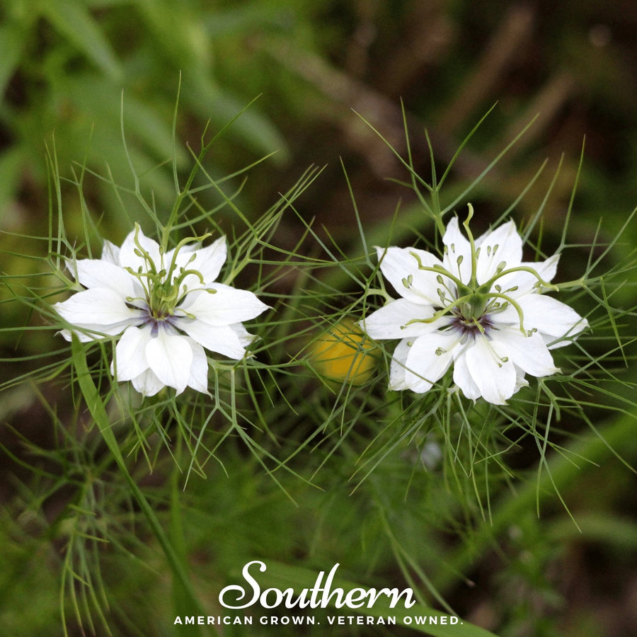 Black Cumin – 50 Seeds