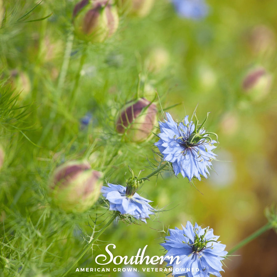 Black Cumin – 50 Seeds