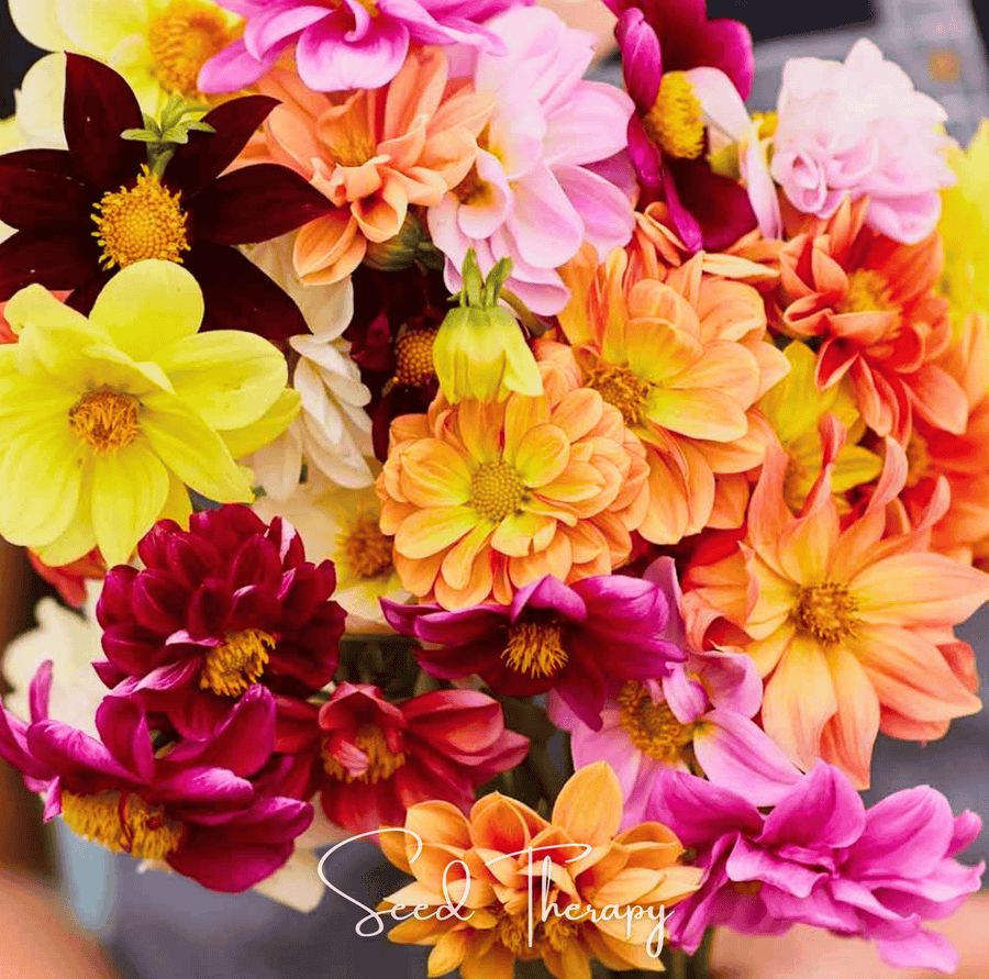 Early Bird Dahlia – 25 Seeds
