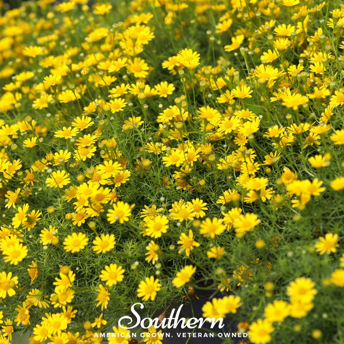 Dahlberg Daisy