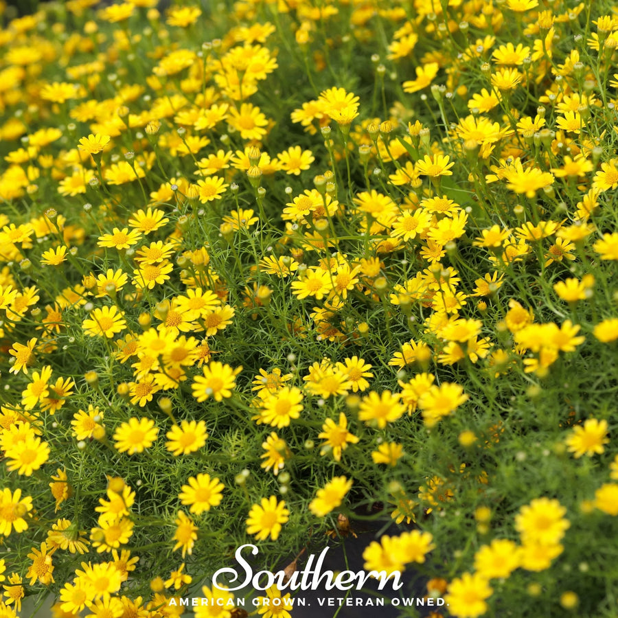Dahlberg Daisy