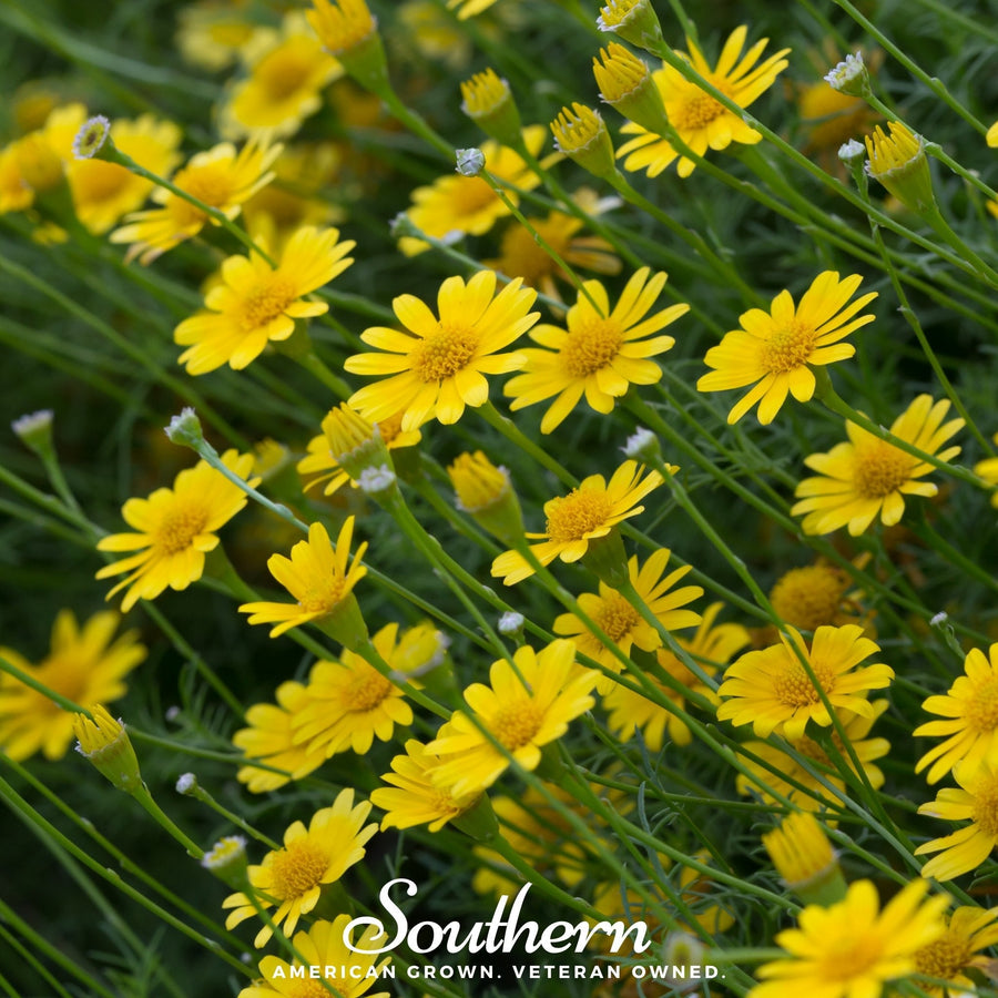Dahlberg Daisy
