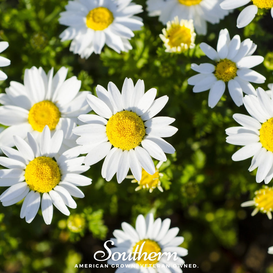Dwarf Shasta Daisy – 100 Seeds