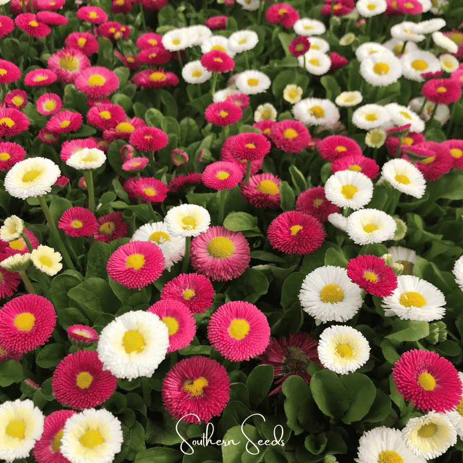 Super Enorma English Daisy Mix – 100 Seeds