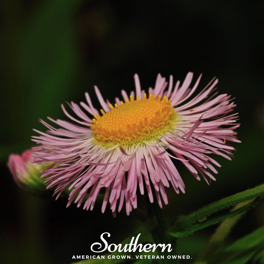 Dainty Daisy Fleabane