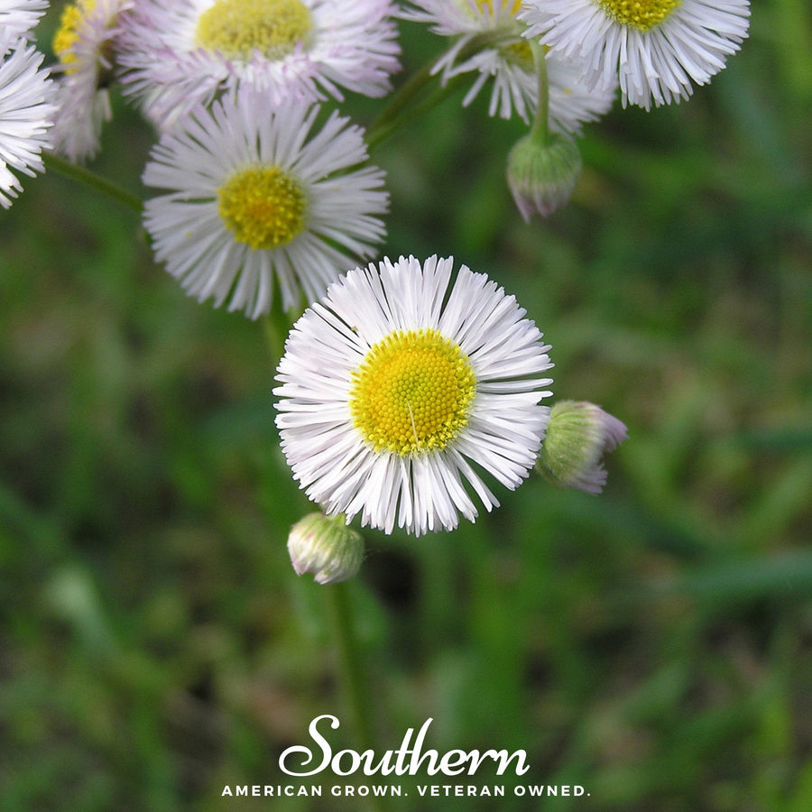 Dainty Daisy Fleabane