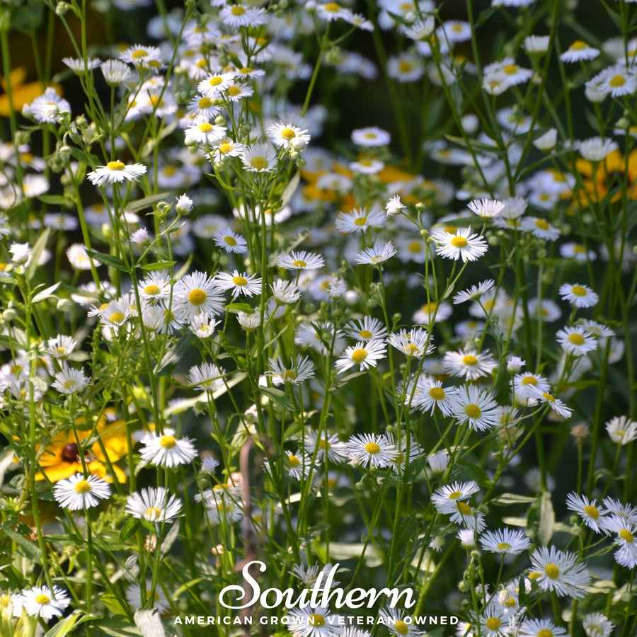 Dainty Daisy Fleabane