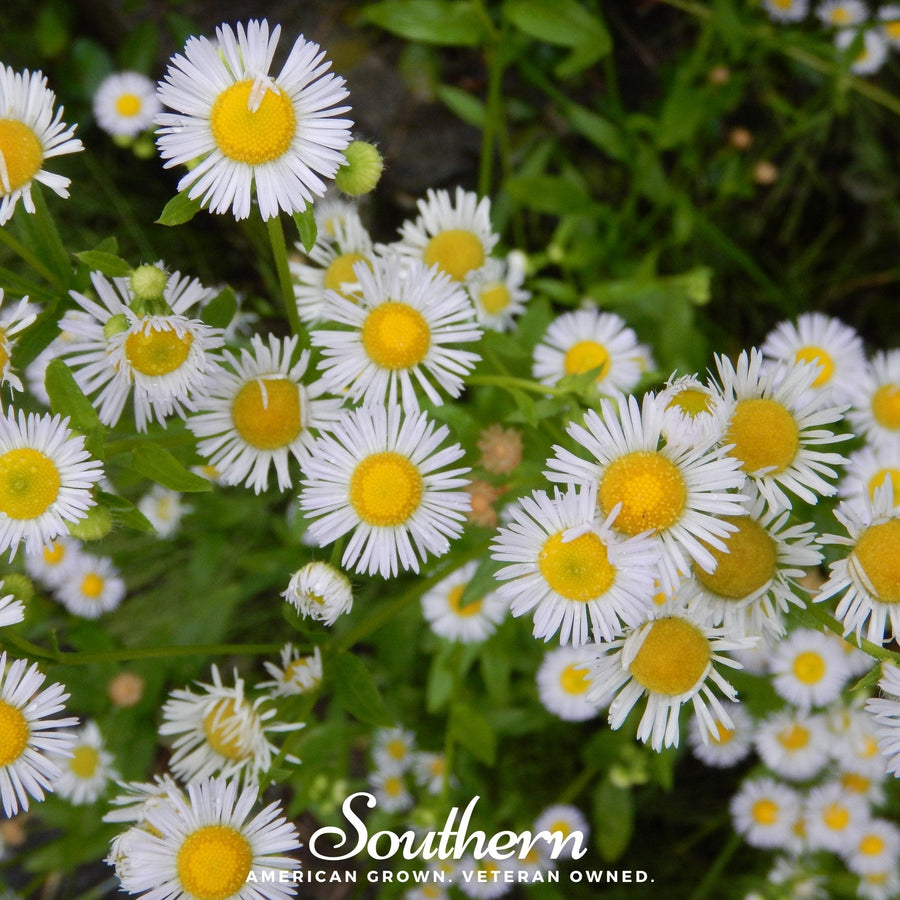 Dainty Daisy Fleabane
