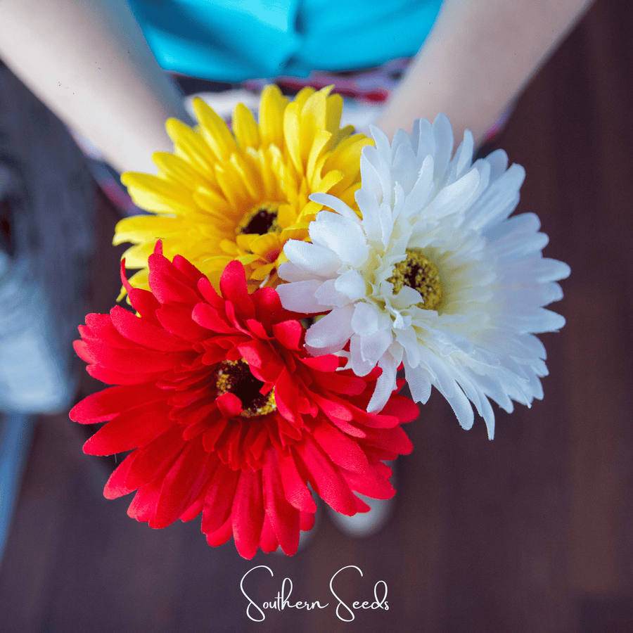 Gerbera Daisy Mix