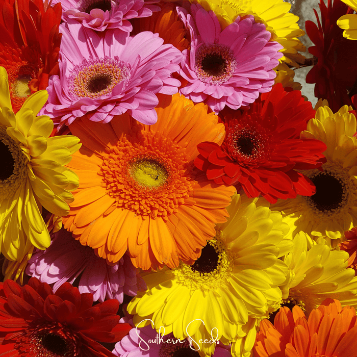 Gerbera Daisy Mix