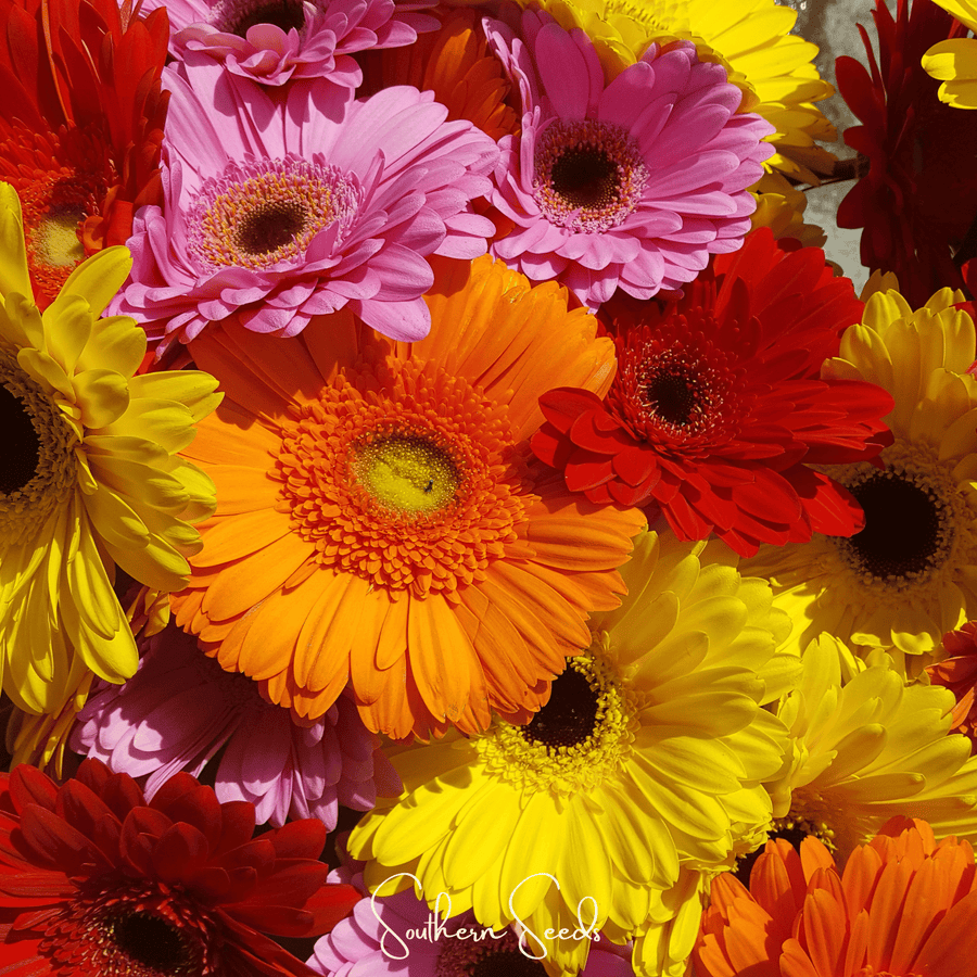 Gerbera Daisy Mix