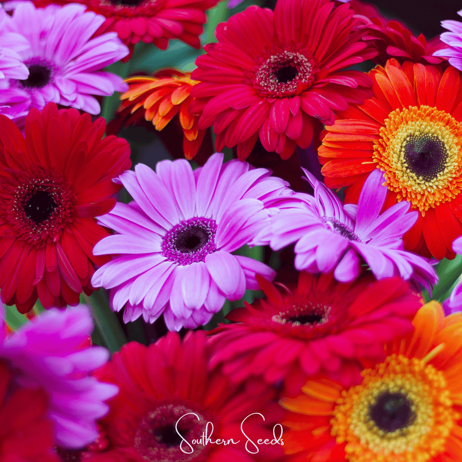 Gerbera Daisy Mix