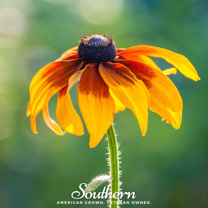 Gloriosa Daisy
