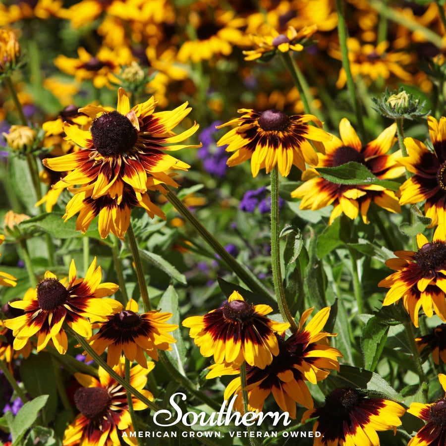 Gloriosa Daisy