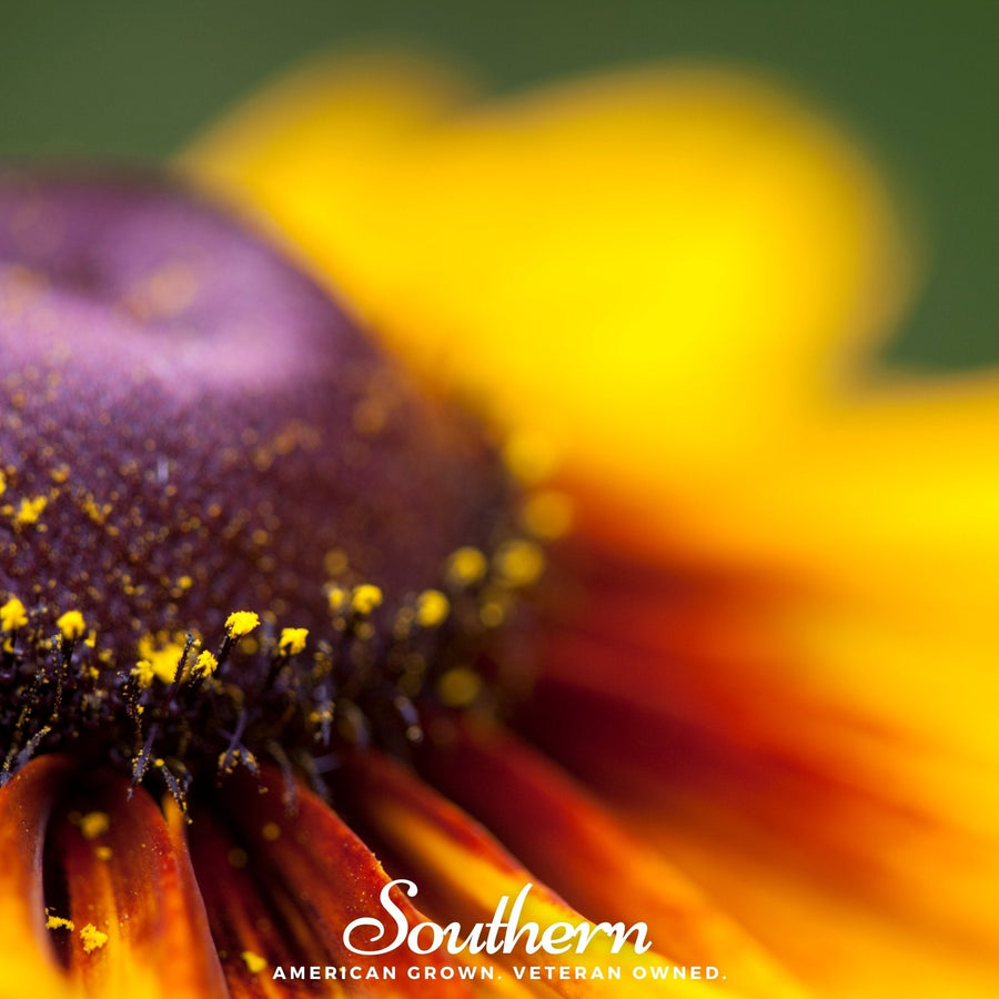 Gloriosa Daisy