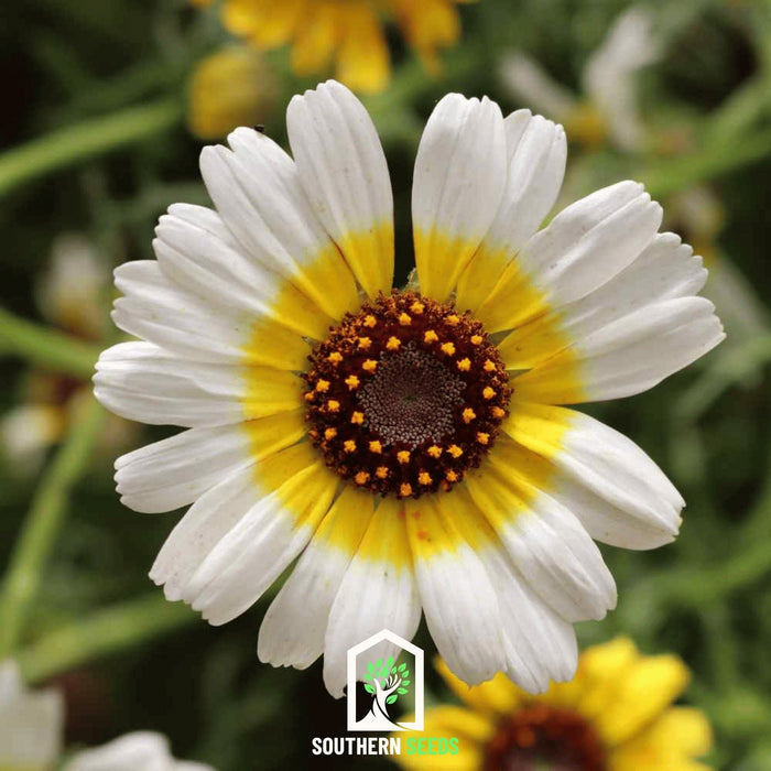 Polar Star Daisy