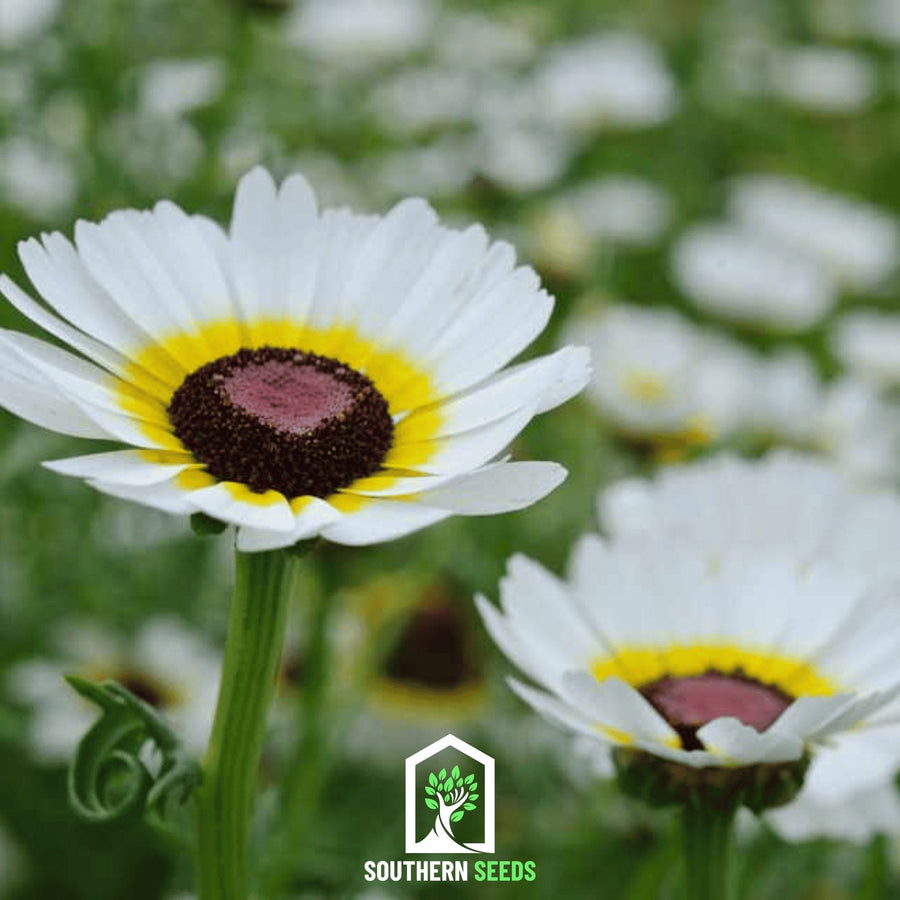 Polar Star Daisy