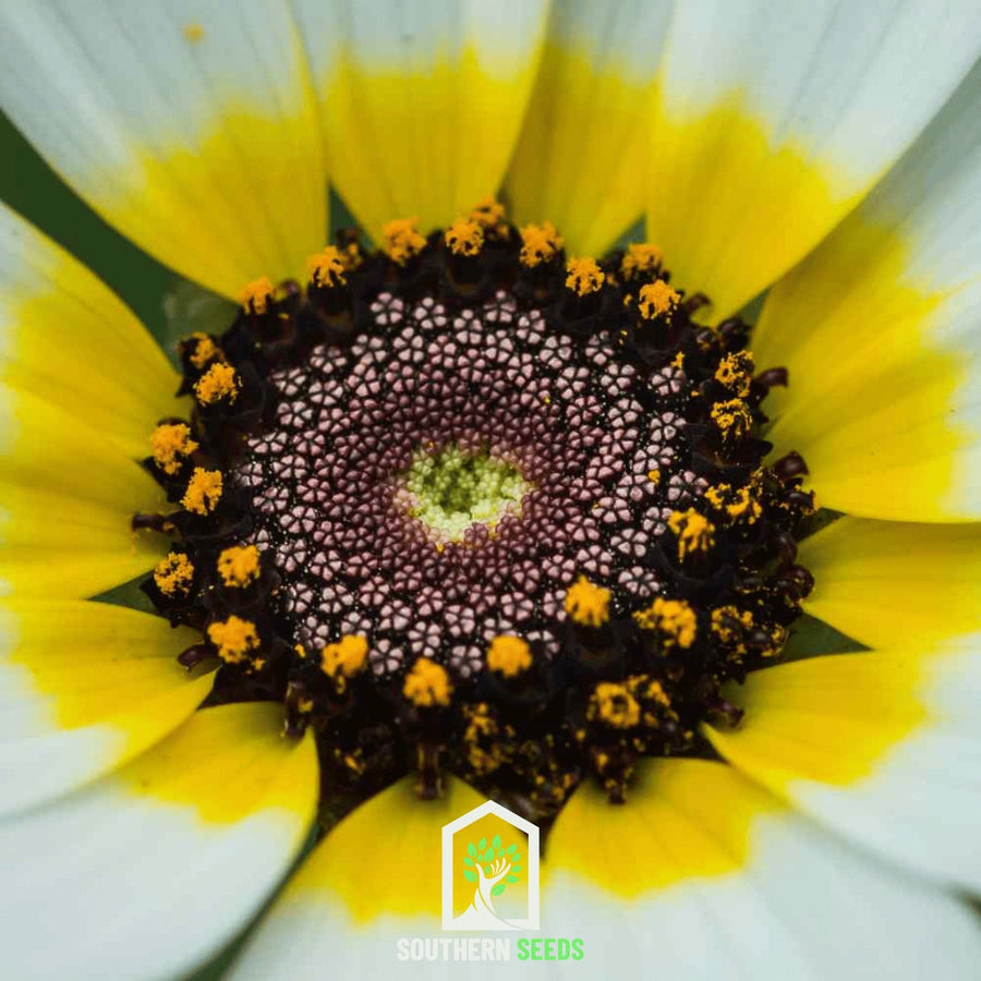Polar Star Daisy