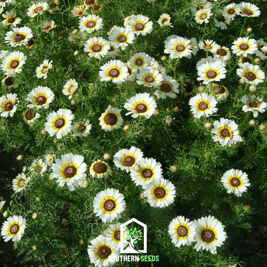 Polar Star Daisy