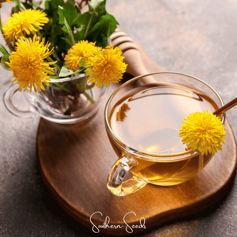 True Dandelion – 50 Seeds