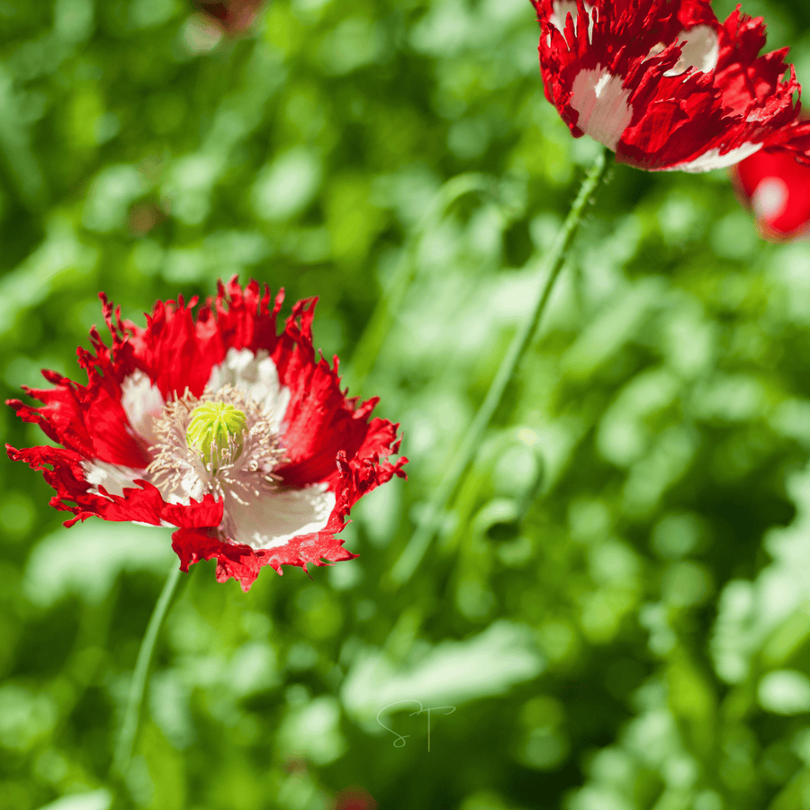 Danish Flag Poppy – 100 Seeds