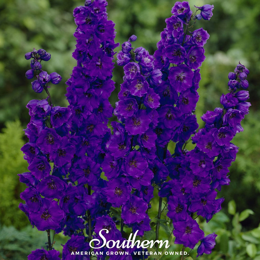 Black Knight Delphinium