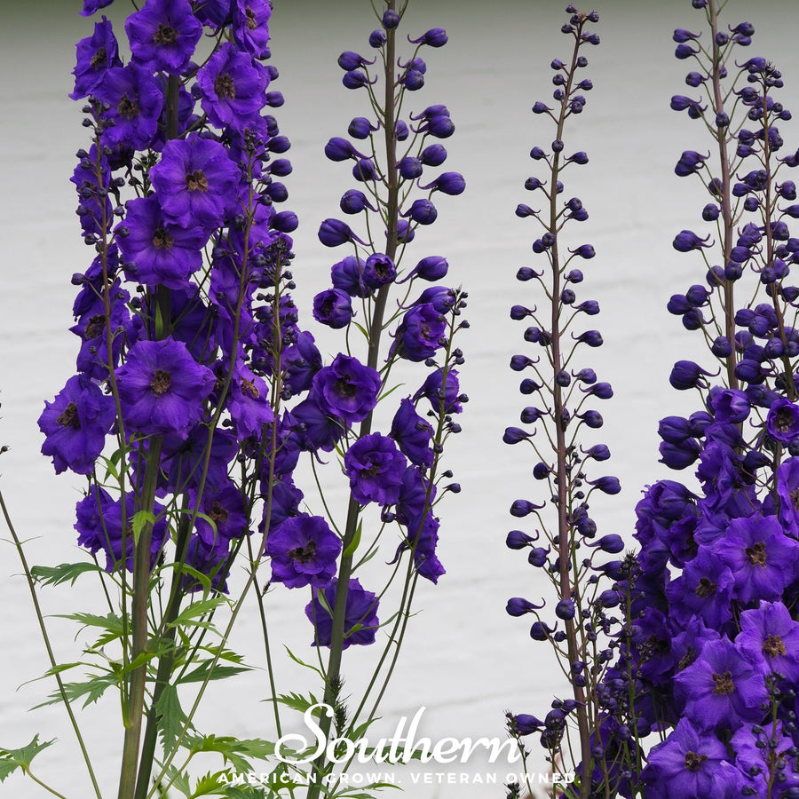 Black Knight Delphinium