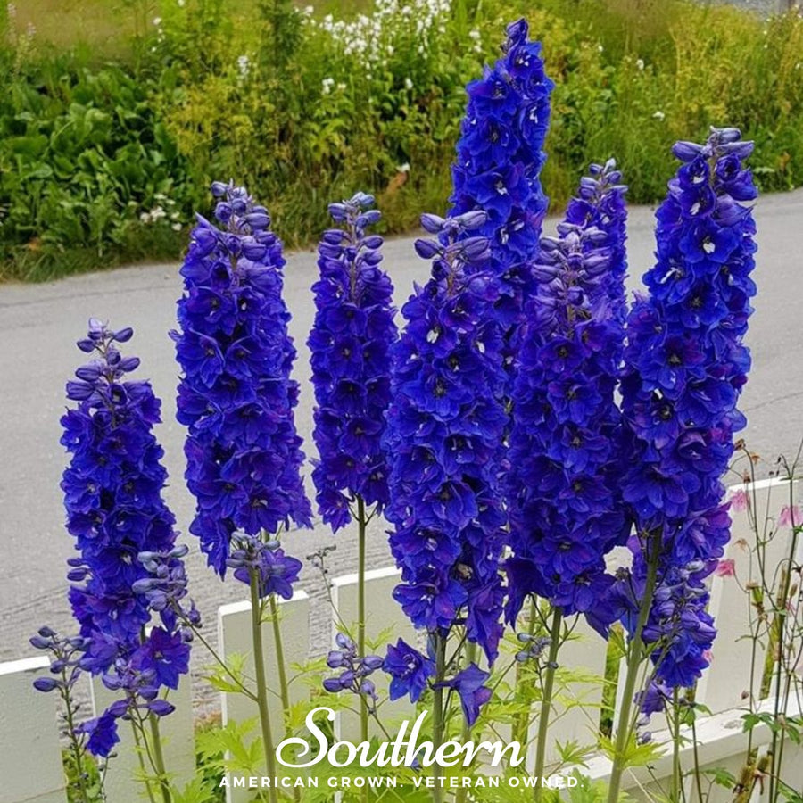 Black Knight Delphinium