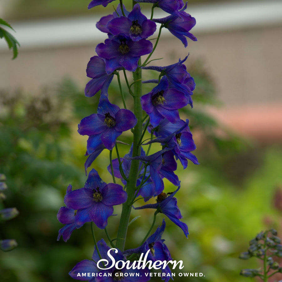 Black Knight Delphinium