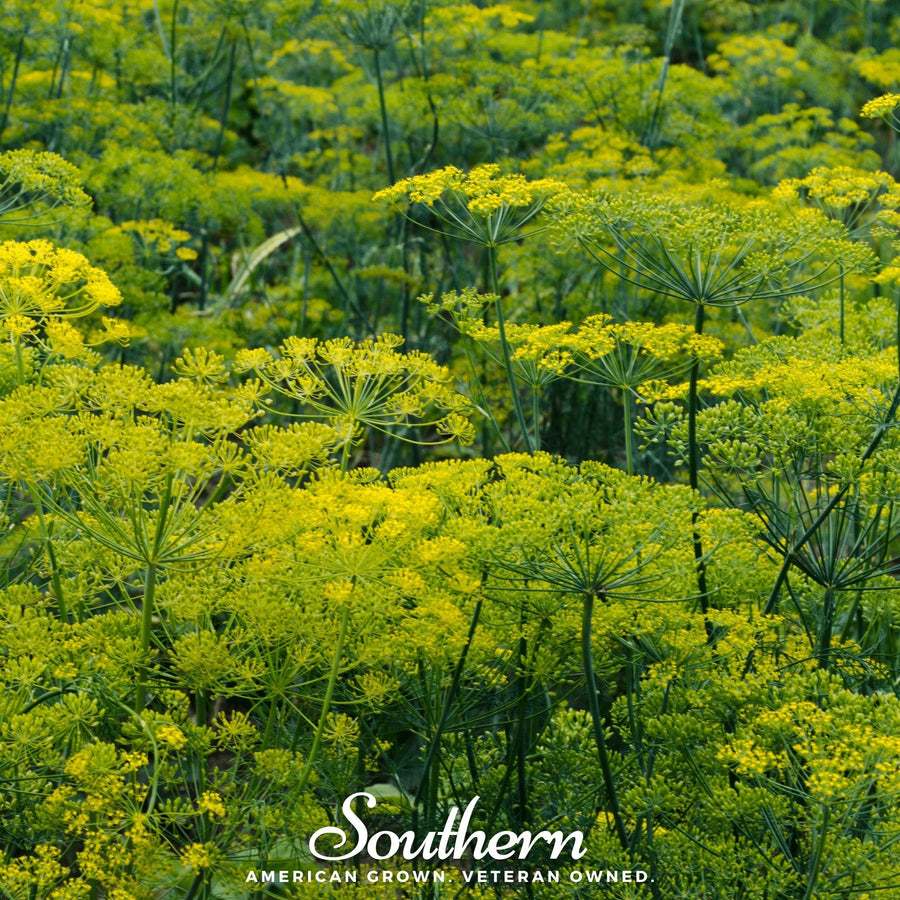 Dukat Dill – 100 Seeds