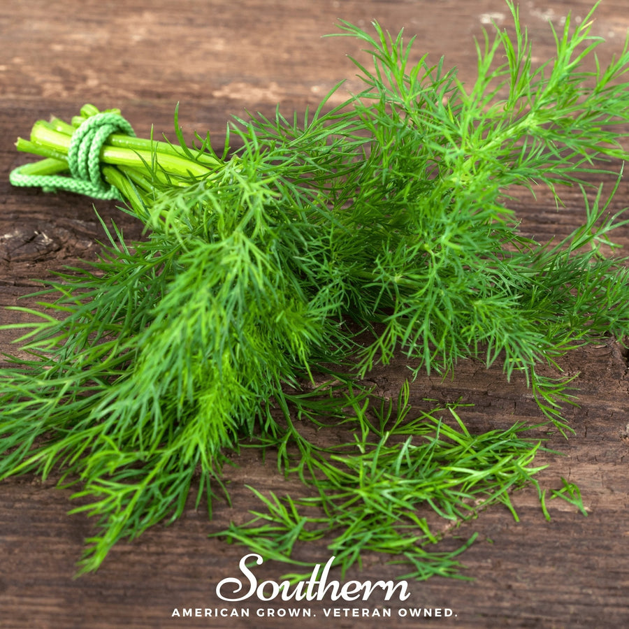 Dukat Dill – 100 Seeds