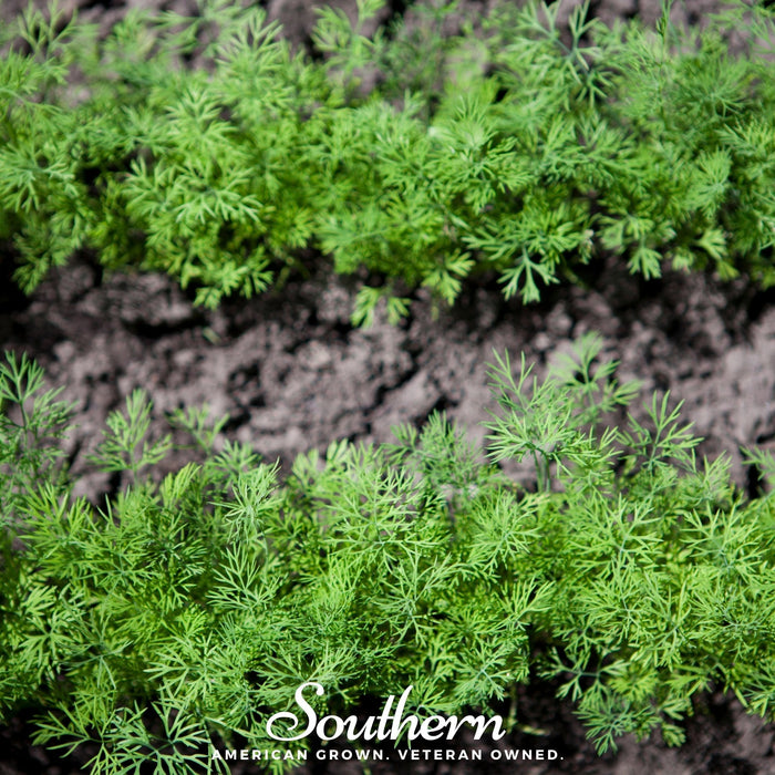 Dwarf Fernleaf Dill