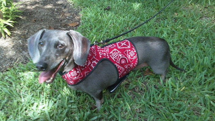 Small dog wearing a red bandanna Doggy Holster harness on grass
