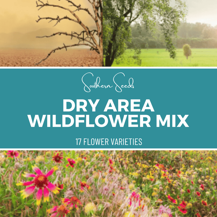 Dry Area Wildflower Seed Mix (18 Varieties) – 1,000 Seeds
