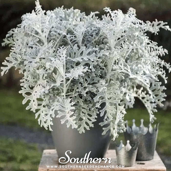 Dusty Miller Sivertown