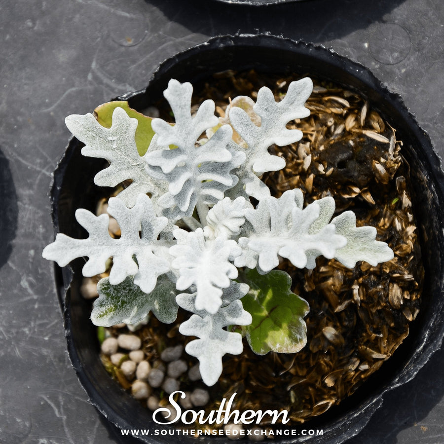 Dusty Miller Sivertown – 200 Seeds