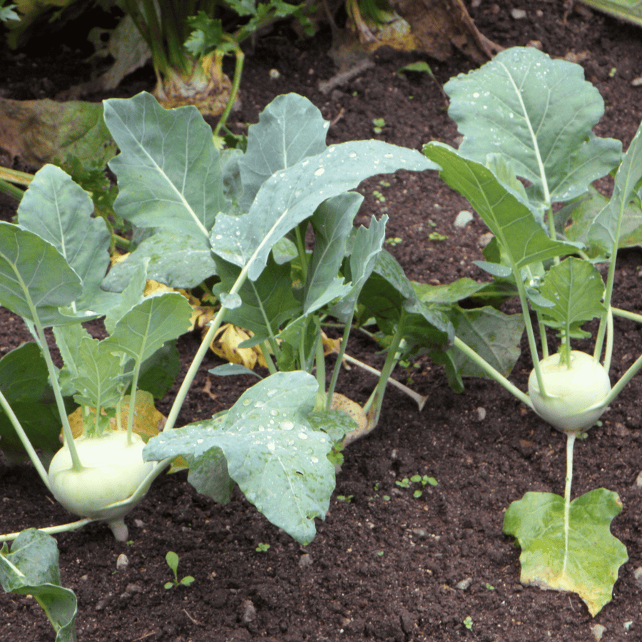 Early White Vienna Kohlrabi