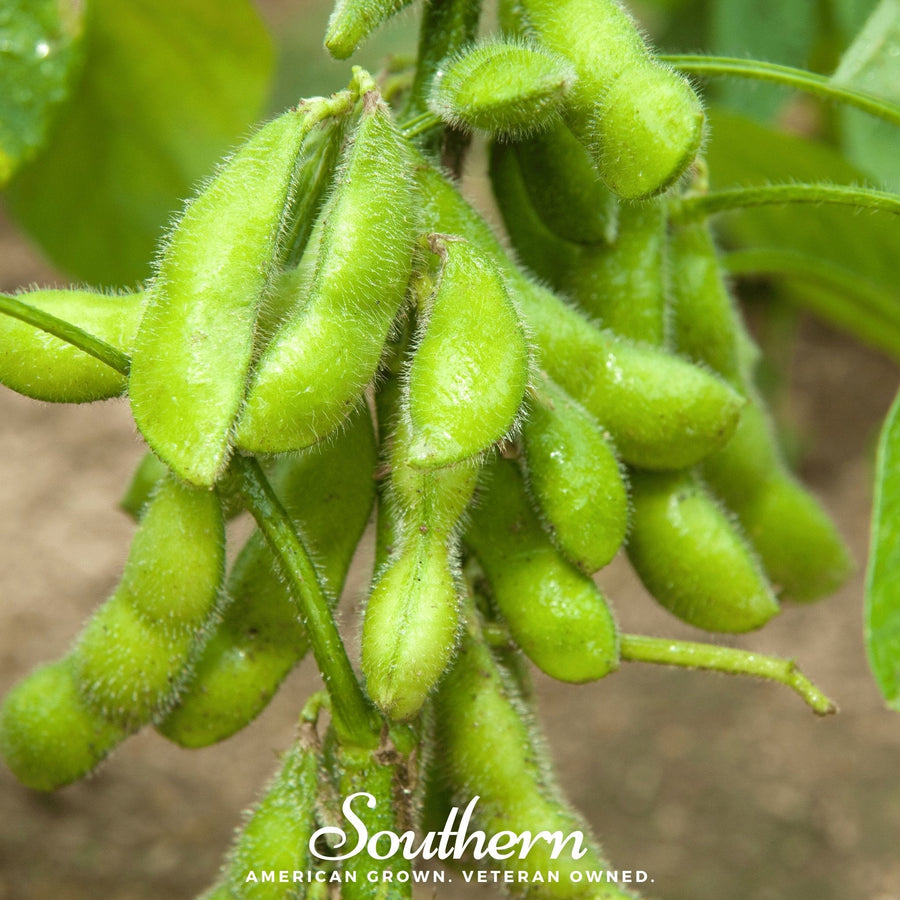 Be Sweet Edamame Soybean (Bush) – 20 Seeds