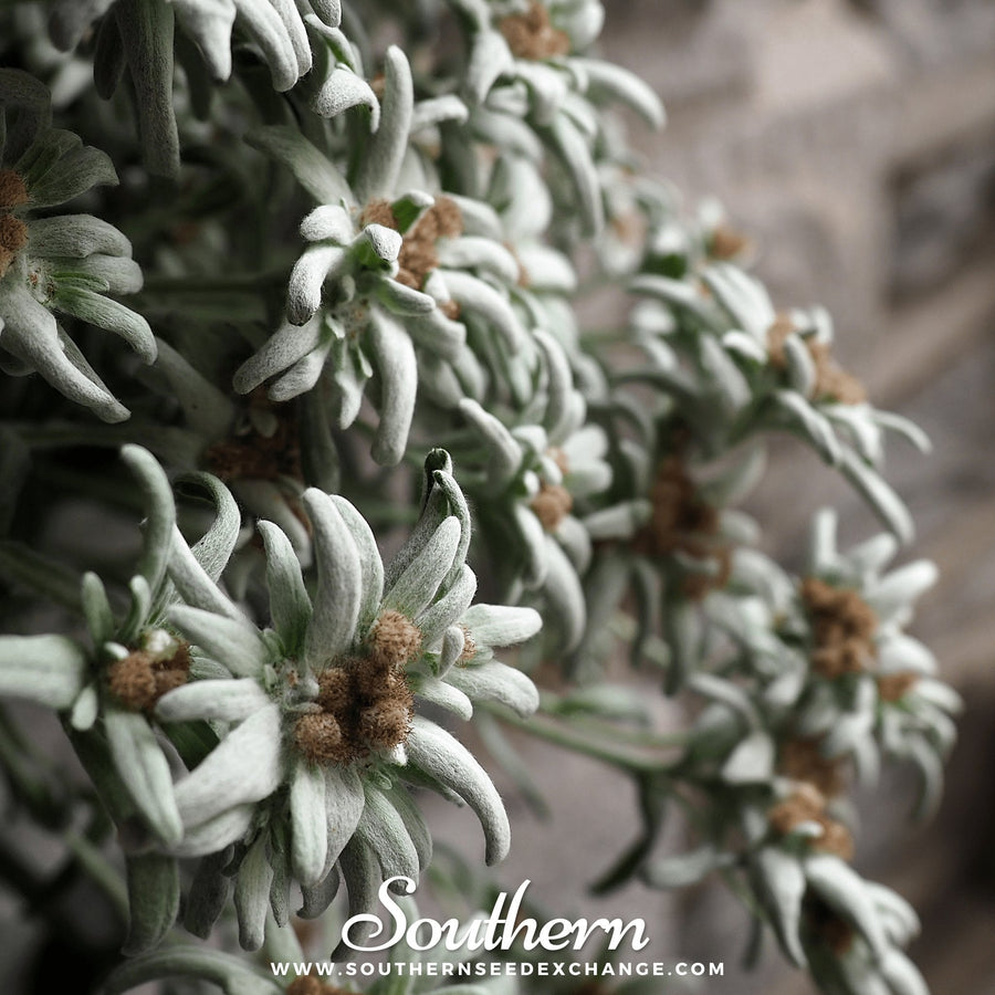 Edelweiss – 100 Seeds