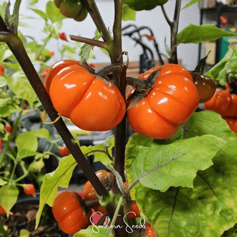 Pumpkin On A Stick Eggplant – 15 Seeds