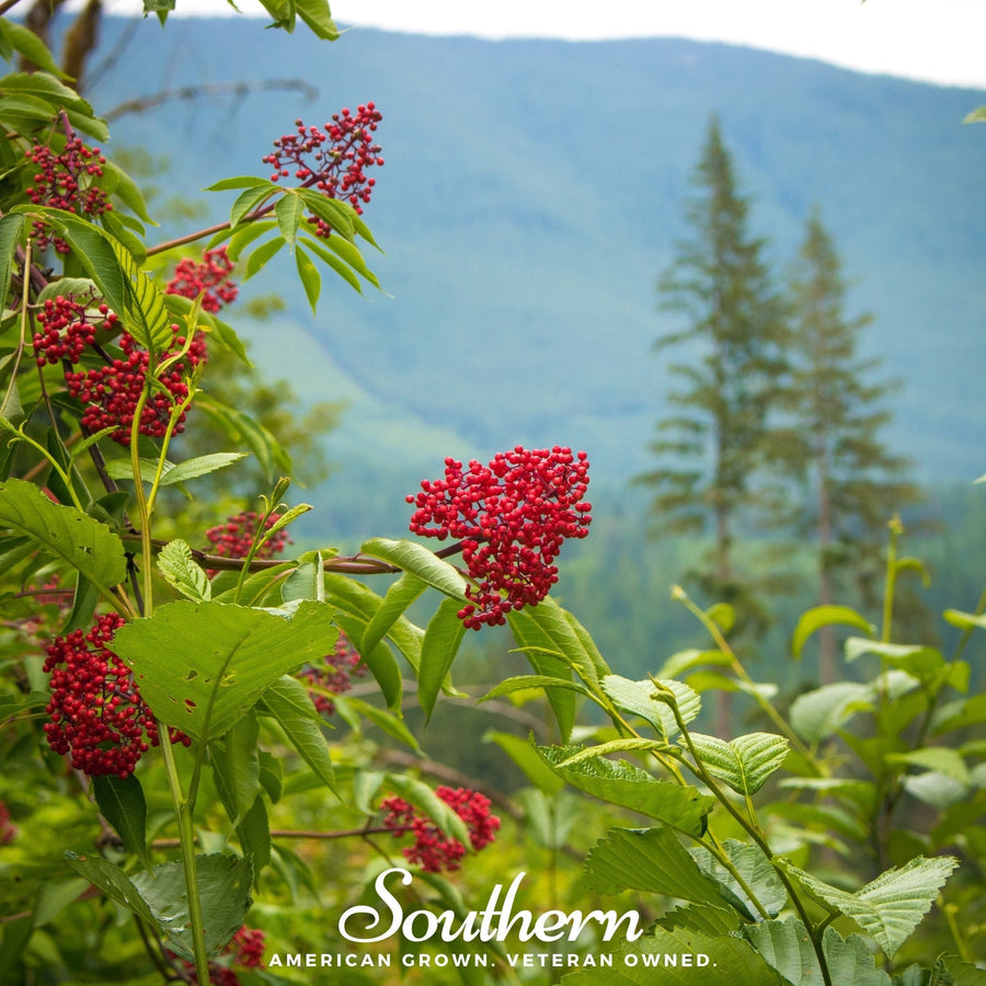 Pacific Red Elderberry