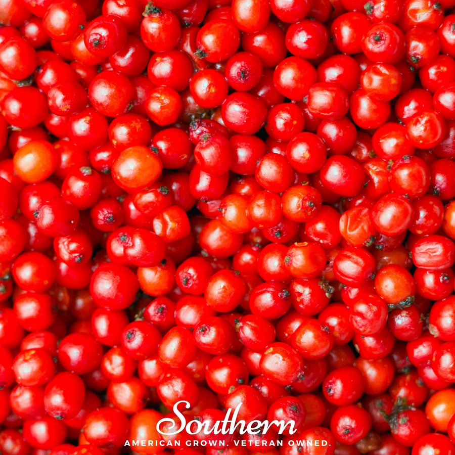 Pacific Red Elderberry