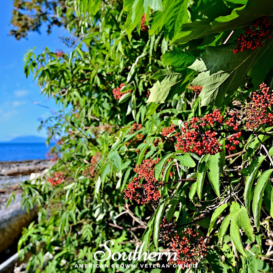 Pacific Red Elderberry