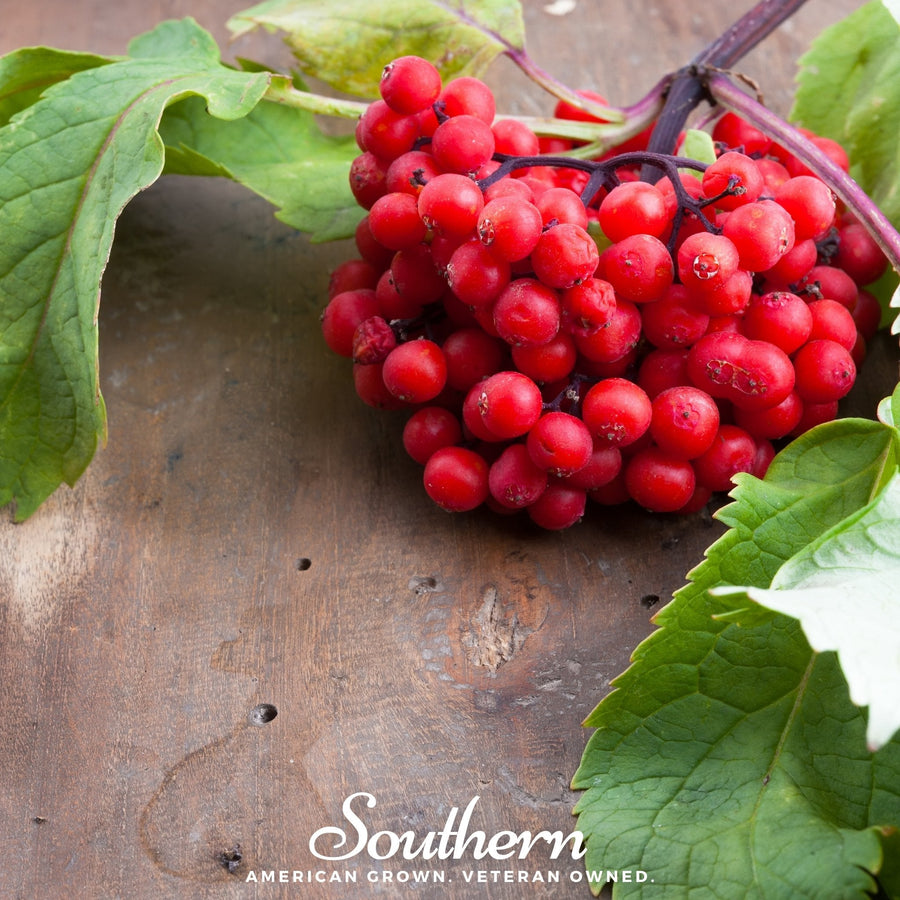 Pacific Red Elderberry