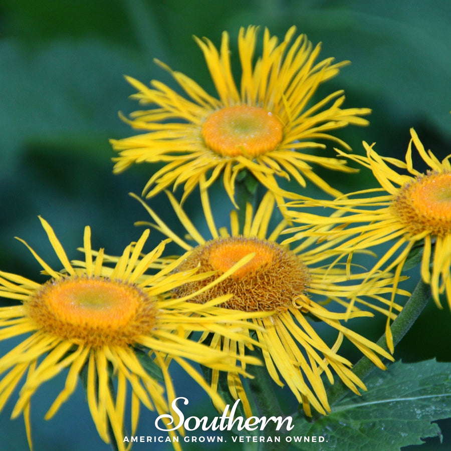 Elecampane